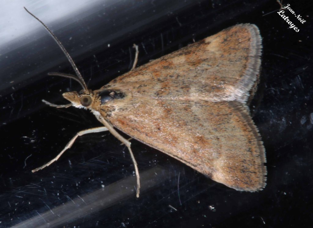 La Pyrauste du plantain - Pyrausta despicata Scopoli - 07 juin 2022 vers 23 h 00 - papillon hétérocère  - Filain (Haute-Saône) - 
Photographie Jean-Noël Latroyes - www.filain-nature.fr