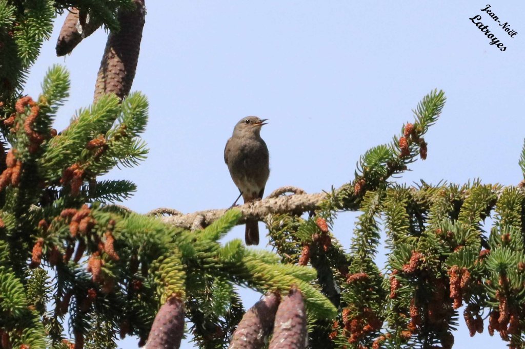 Rougequeue noir - Dampierre-sur-Linotte (Haute-Saône) - Photographie Jean-Noël Latroyes - www.filain-nature.fr