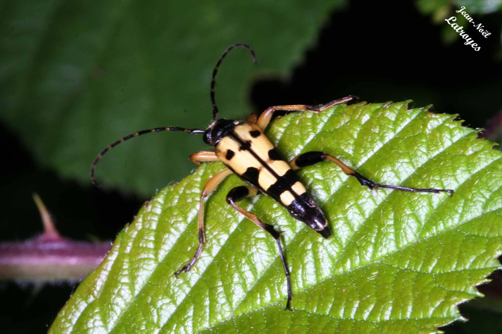Leptura maculata (ou Rutpela maculata) - Filain (Haute-Saône) –01 Juin 2022 – Photographie Jean-Noël Latroyes - www.filain-nature.fr