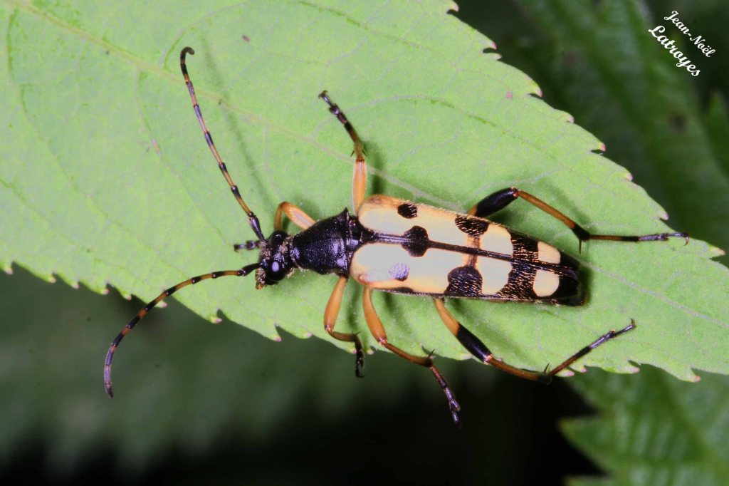 Leptura maculata (ou Rutpela maculata) sur Urtica dioica (ortie) - Filain (Haute-Saône) –01 Juin 2022 – Photographie Jean-Noël Latroyes - www.filain-nature.fr