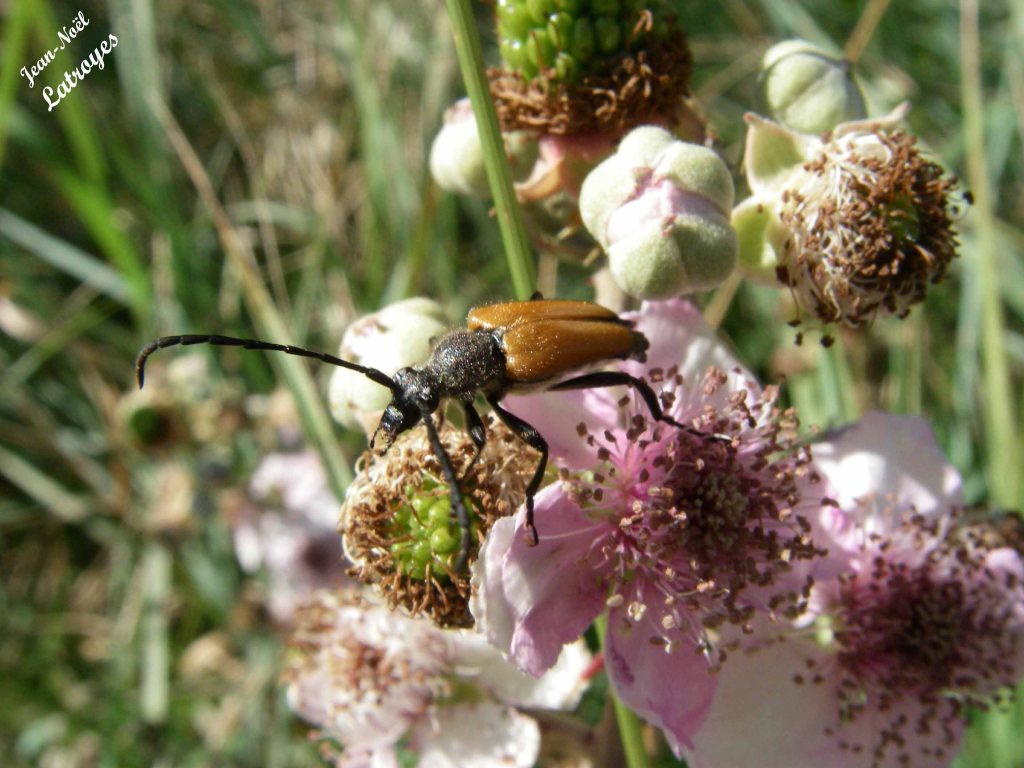 Longicorne brun-clair s.p. sur murier - Filain (Haute-Saône) - 01 juin 2022 - Photographie Jean-Noël Latroyes - www.filain-nature.fr