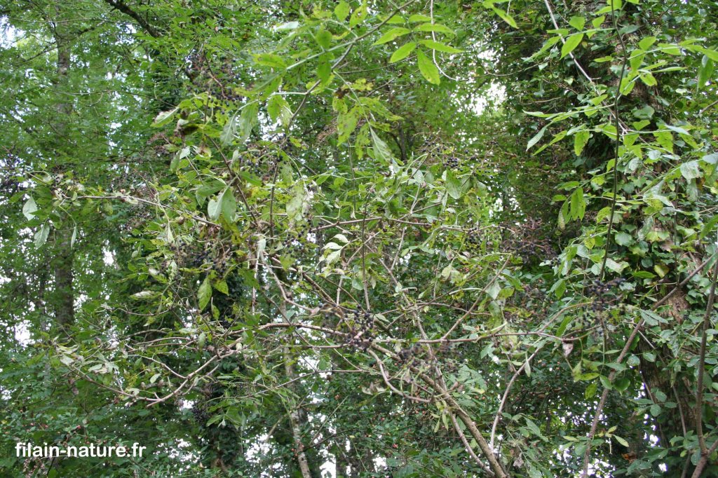 Sureau noir - Sambucus nigra - Photographie Jean-Noël Latroyes - Dans le Parc du Château à Filain. Rive droite de la Filaine - www.filain-nature.fr