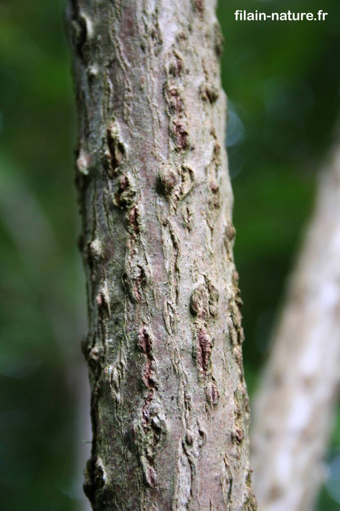 Tronc de jeune Sureau noir - Sambucus nigra - Photographie Jean-Noël Latroyes - Dans le Parc du Château à Filain. Rive droite de la Filaine - www.filain-nature.fr