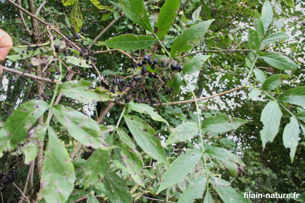 Cette image a un attribut alt vide ; le nom du fichier est sambucus-nigra_4726.jpg
Feuillage de Sureau noir - Sambucus nigra - Photographie Jean-Noël Latroyes -Dans le Parc du Château à Filain. Rive droite de la Filaine - www.filain-nature.fr

