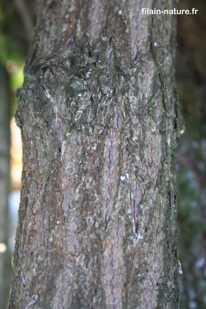 Tronc de Sureau noir - Sambucus nigra - Photographie Jean-Noël Latroyes - Rive gauche de la Filaine, entre le Bois du Fourneau et le confluent avec la Linotte, à Fontenois lès Montbozon - www.filain-nature.fr