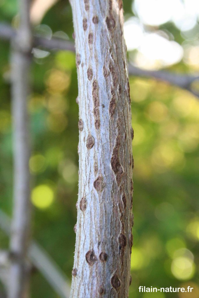Tronc de jeune Sureau noir - Sambucus nigra - Photographie Jean-Noël Latroyes - Dans le Parc du Château à Filain. Rive droite de la Filaine - www.filain-nature.fr