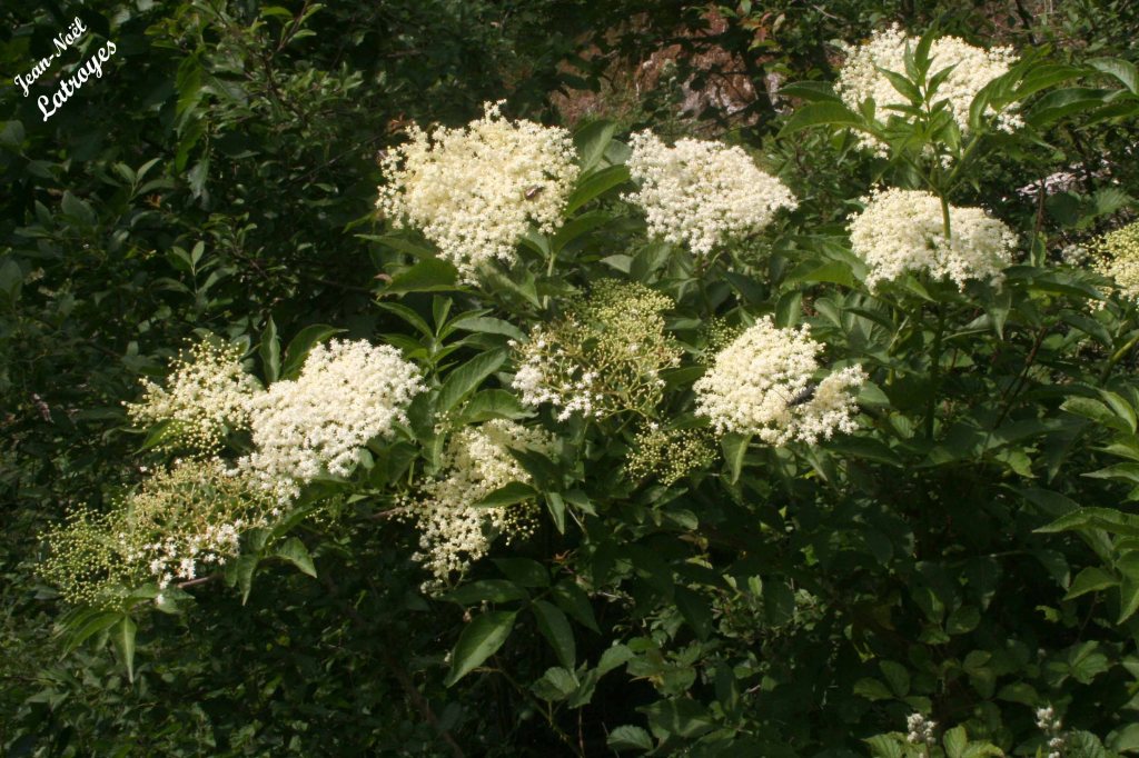 Sambucus racemosa Linné en fleurs - Filain (Haute-Saône) - Photographie Jean-Noël Latroyes - www.filain-nature.fr