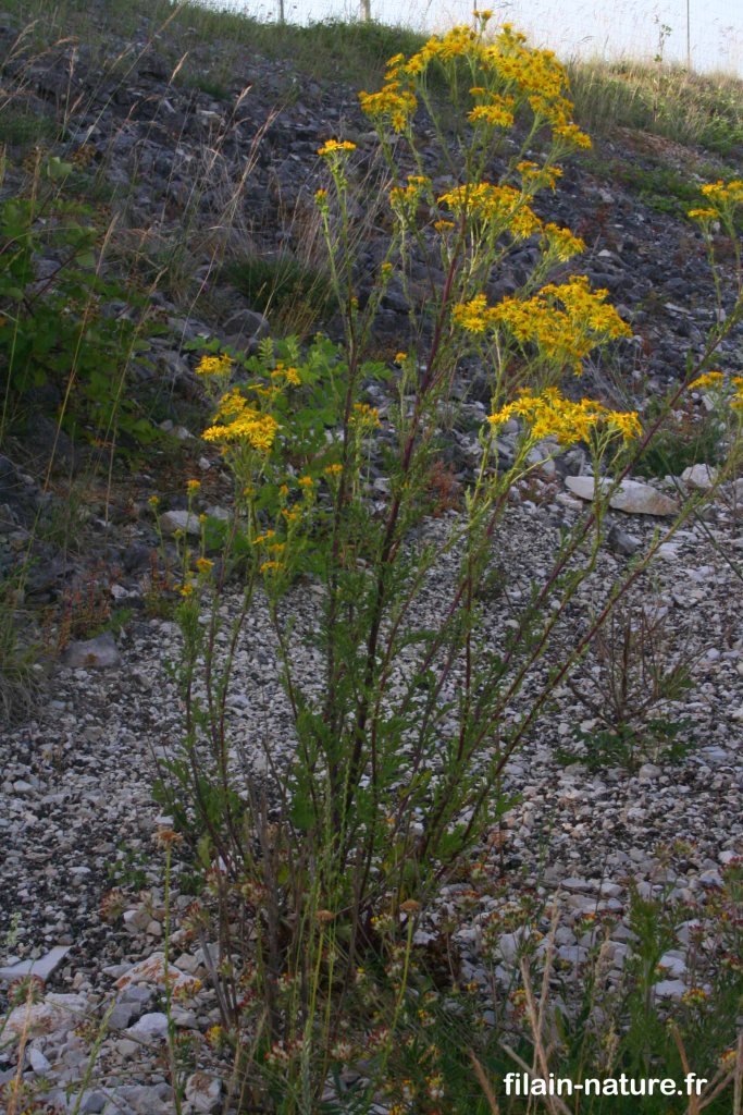 Seneçon Jacobée - Senecio jacobaea - Filain (Haute-Saône) - 16 Juin 2022 
- Photographie Jean-Noël Latroyes - www.filain-nature.fr