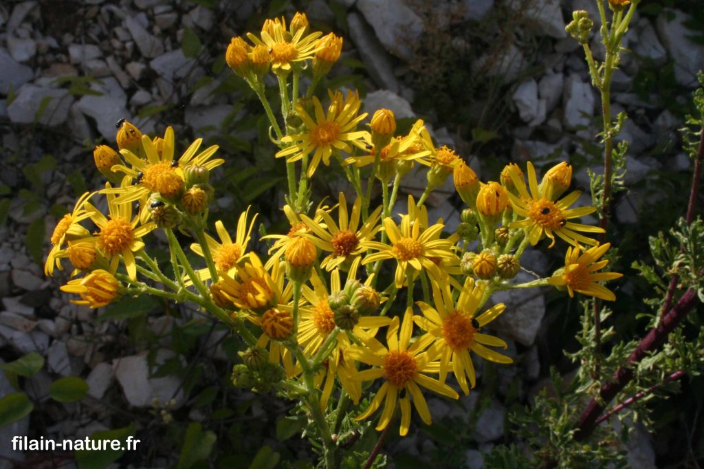 Fleurs de Seneçon Jacobée - Senecio jacobaea - Filain (Haute-Saône) - 16 Juin 2022
Photographie Jean-Noël Latroyes - www.filain-nature.fr