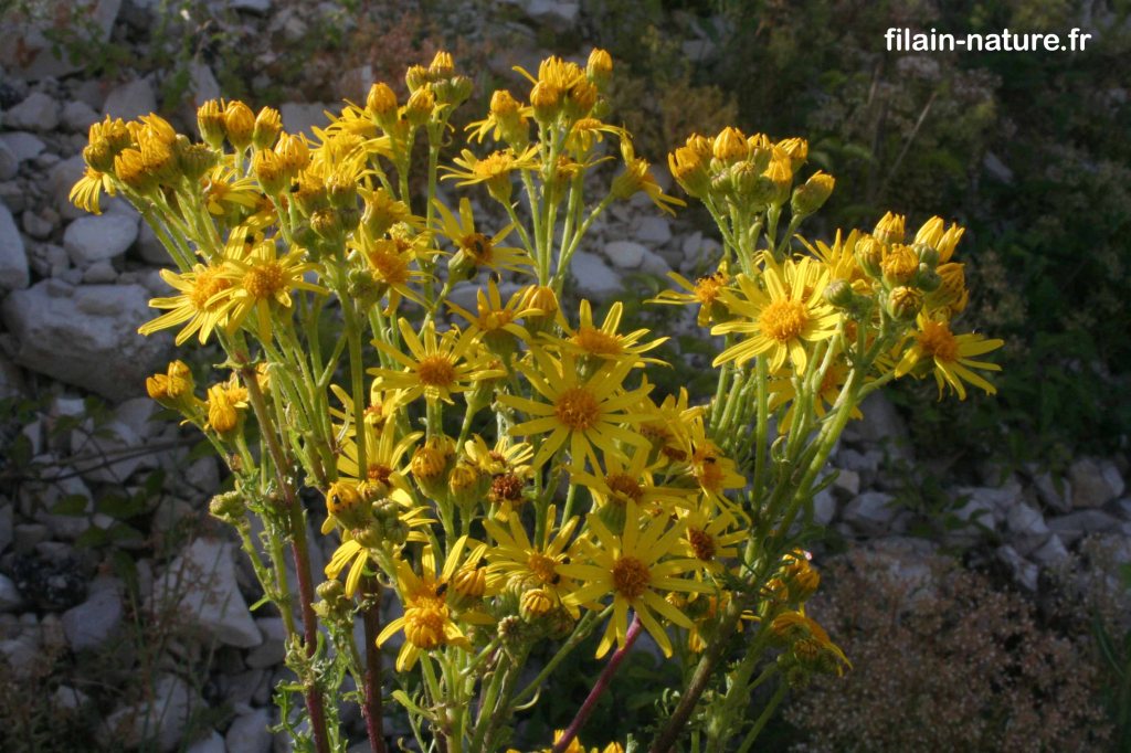 Fleurs de Seneçon Jacobée - Senecio jacobaea - Filain (Haute-Saône) - 16 Juin 2022 - Photographie Jean-Noël Latroyes - www.filain-nature.fr