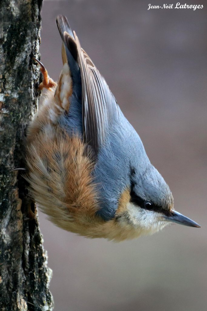 Sitelle-torchepot - Dampierre-sur-Linotte (Haute-Saône) - Photographie Jean-Noël Latroyes - www.filain-nature.fr