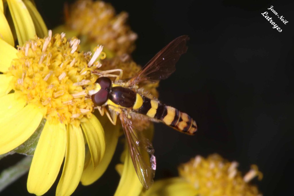 Syrphe porte-plume - Sphaerophoria scripta - Filain (Haute-Saône) - en train d'aspirer le nectar d'une cinéraire le 25 juin 2022 - Photographie Jean-Noël Latroyes - www.filain-nature.fr