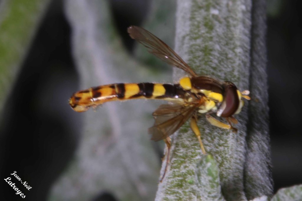Syrphe porte-plume - Sphaerophoria scripta - Filain (Haute-Saône) - le 25 juin 2022 - Photographie Jean-Noël Latroyes - www.filain-nature.fr
