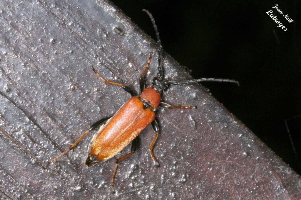 Srictoleptura rubra -Famille des Cerambycidae - sur compost du jardin - Filain (Haute-Saône) – Juillet 2018 – Photographie Jean-Noël Latroyes - www.filain-nature.fr