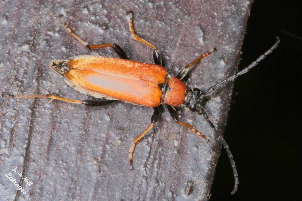 Srictoleptura rubra - Famille des Cerambycidae - sur compost du jardin - Filain (Haute-Saône) – Juillet 2018 – Photographie Jean-Noël Latroyes - www.filain-nature.fr