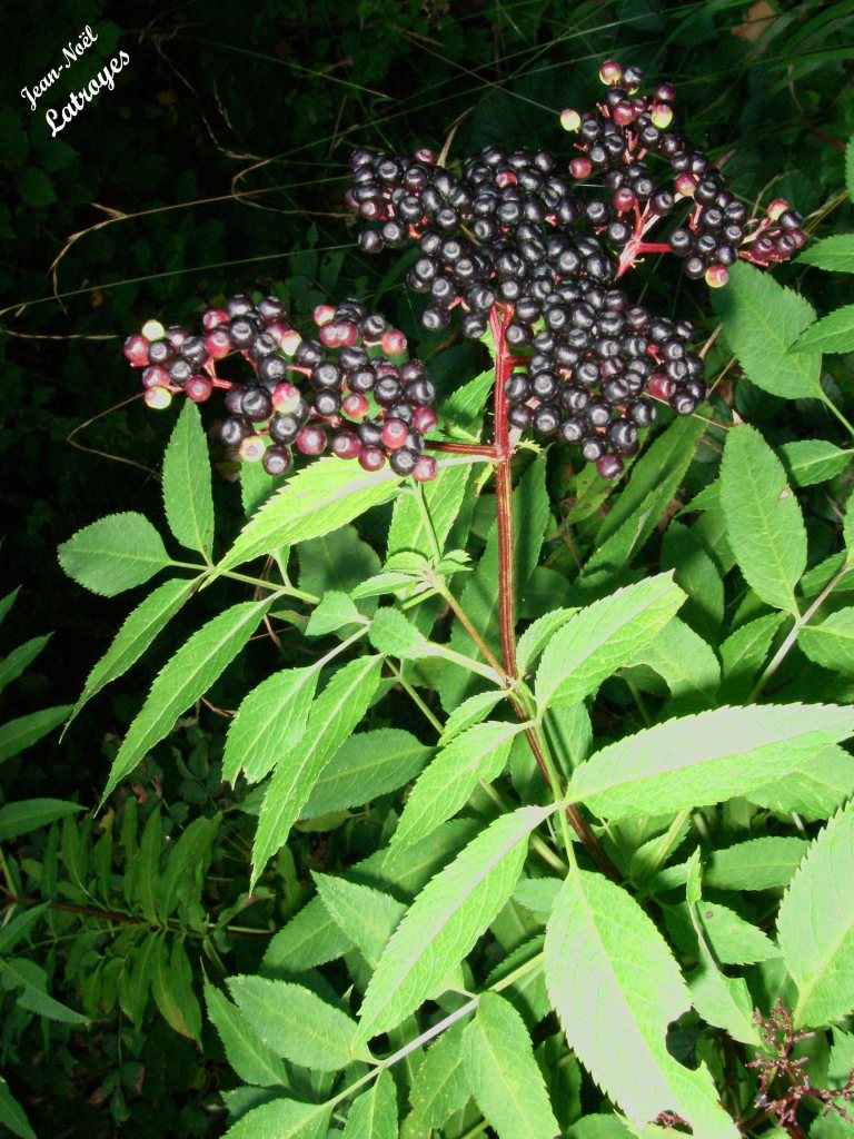 Baies mûres de Petit sureau - Sambucus ebulus Linné - Caprifoliacées - Filain (Haute-Saône) - 03 octobre 2021 - Photographie Jean-Noël Latroyes - www.filain-nature.fr