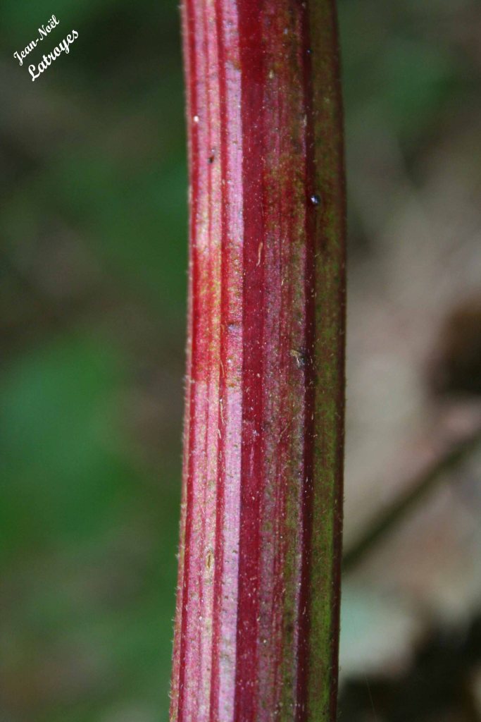 Tige de Petit sureau - Sambucus ebulus Linné - Caprifoliacées - Filain (Haute-Saône) - Septembre 2021 - Photographie Jean-Noël Latroyes - www.filain-nature.fr