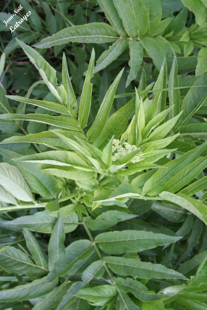 Feuillage du Moyen sureau - Sureau à grappes - Sambucus racemosa Linné - 02 juin 2022 - Filain (Haute-Saône) - Photographie Jean-Noël Latroyes - www.filain-nature.fr