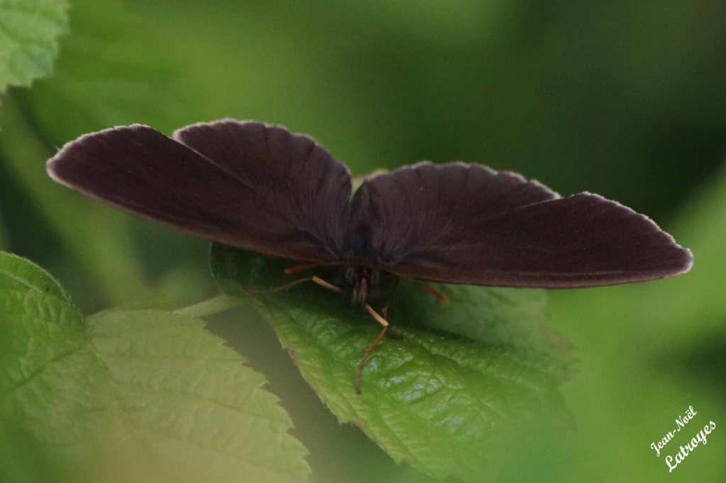 Papillon Tristan femelle ailes dépliées, sur roncier (Rubus fruticosus) – Filain (Haute-Saône) 22 juin  2022 – Photographie Jean-Noël Latroyes - www.filain-nature.fr