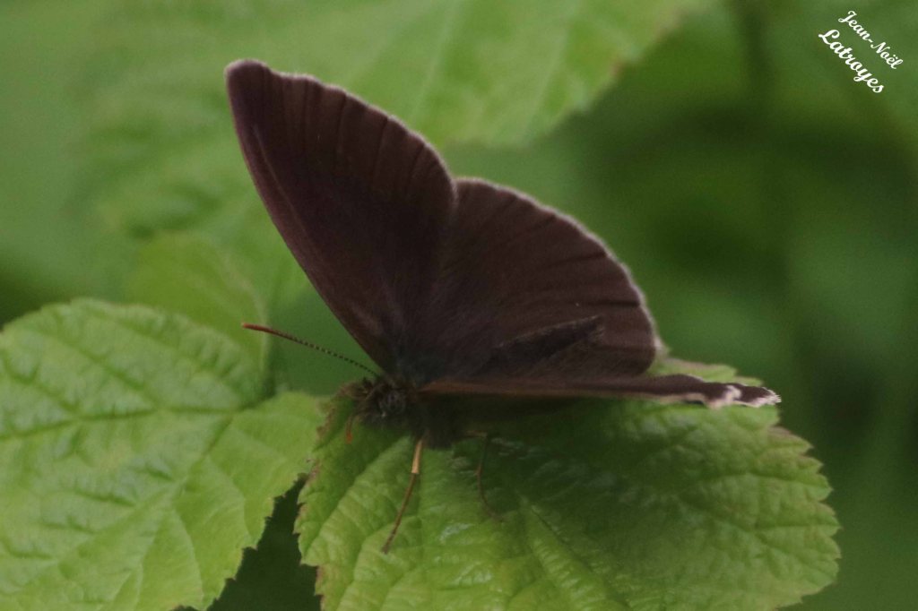 Papillon Tristan femelle ailes repliées, sur roncier (Rubus fruticosus) – Filain (Haute-Saône) 22 juin  2022 – Photographie Jean-Noël Latroyes - www.filain-nature.fr