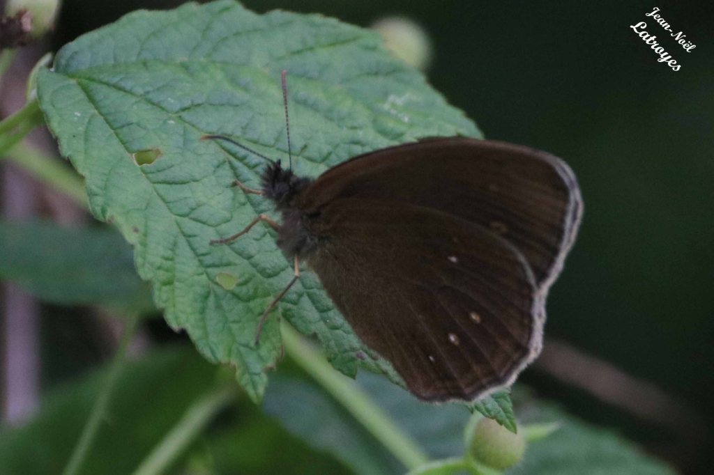 Papillon Tristan mâle ailes re pliées, sur roncier (Rubus fruticosus) – Filain (Haute-Saône) 22 juin 2022 – Photographie Jean-Noël Latroyes - www.filain-nature.fr