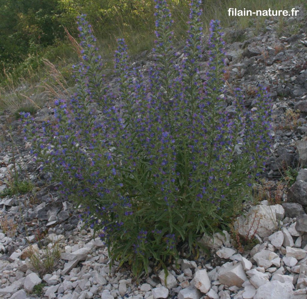 Cette image a un attribut alt vide&nbsp;; le nom du fichier est viperine_8872.jpg