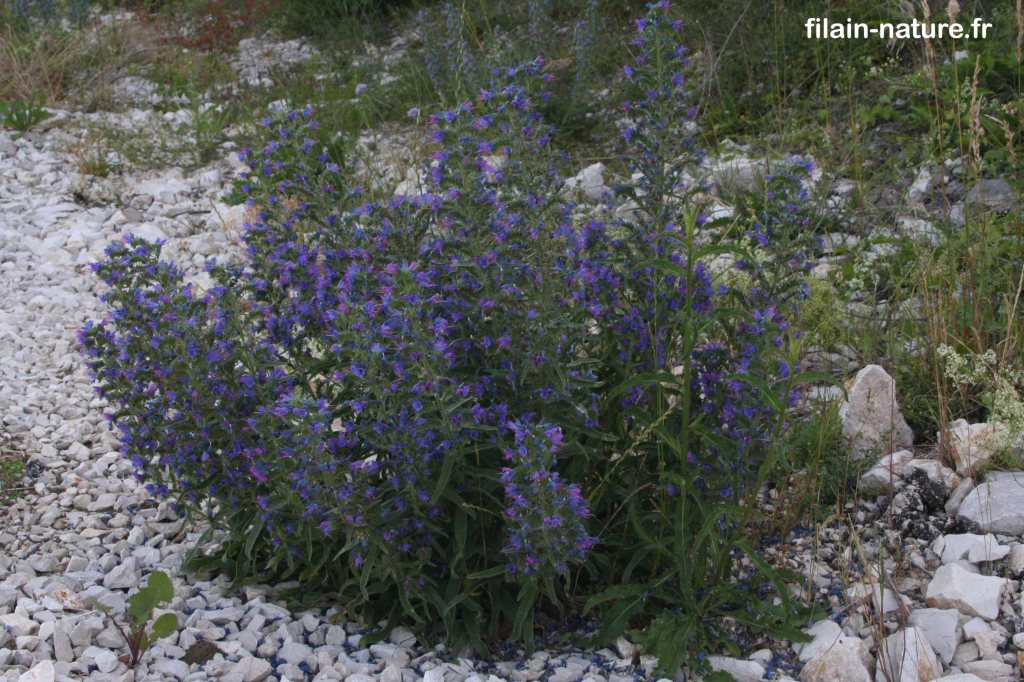 Touffe de Vipérine commune – Echium vulgare - Filain (Haute-Saône) – Photographie Jean-Noël Latroyes – Juin 2022 - www.filain-nature.fr