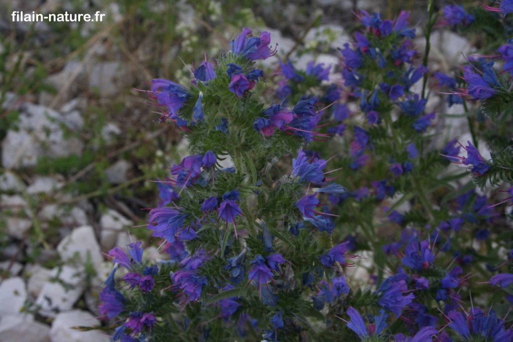 Fleurs de Vipérine commune – Echium vulgare - Filain (Haute-Saône) – Photographie Jean-Noël Latroyes – Juin 2022 - www.filain-nature.fr
