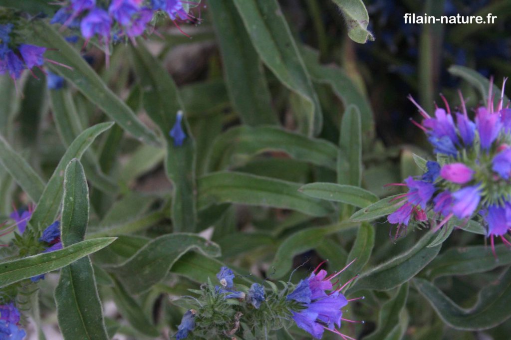 Feuillage de Vipérine commune – Echium vulgare - Filain (Haute-Saône) – Photographie Jean-Noël Latroyes – Juin 2022 - www.filain-nature.fr