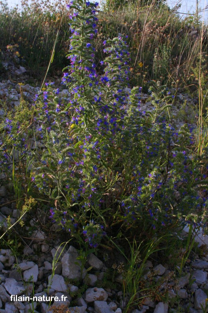 Vipérine commune – Echium vulgare - Filain (Haute-Saône) – Photographie Jean-Noël Latroyes – Juin 2022 - www.filain-nature.fr