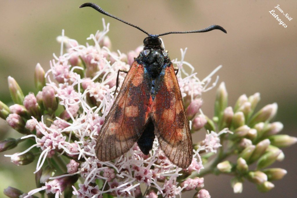 Zygène s.p. sur Eupatorium - Filain (Haute-Saône) – Juillet 2008 – Photographie Jean-Noël Latroyes - www.filain-nature.fr