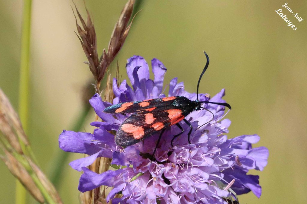 Zygaene filipendulae – Zygène commune – 14 Juin 2022 – 16 h 30 – Filain (Haute-Saône) – Photographie Jean-Noël Latroyes - www.filain-nature.fr