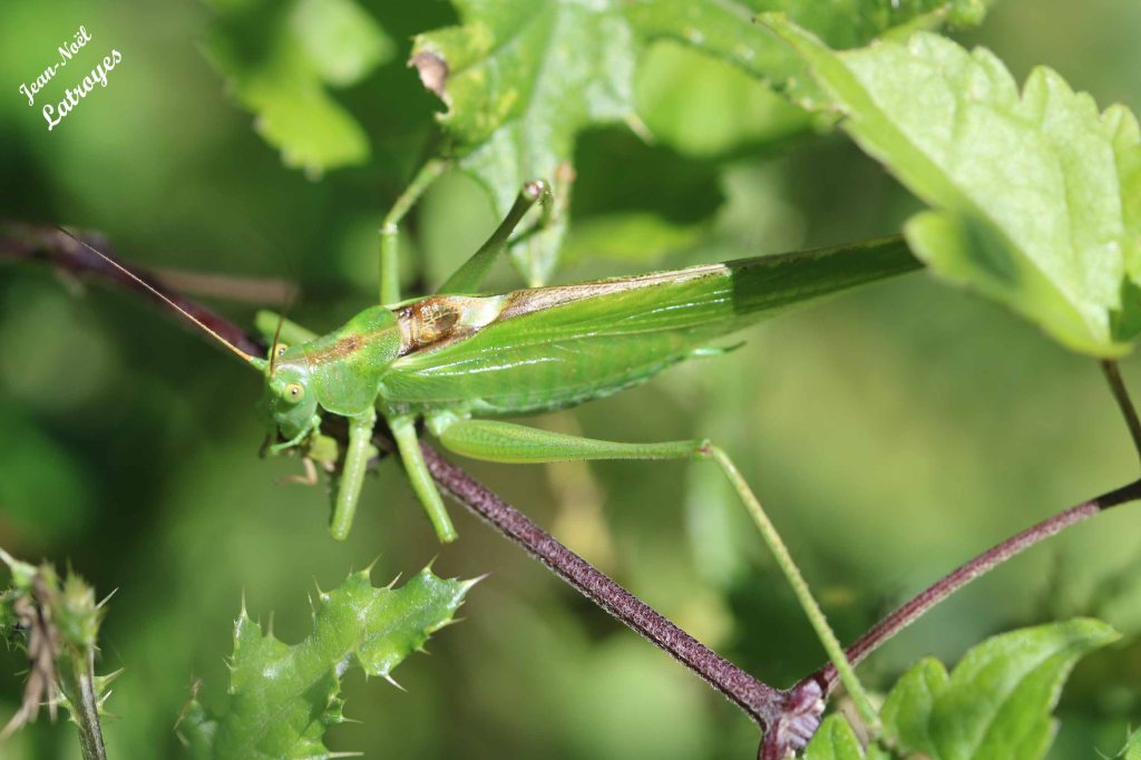 Sauterelle s.p. - Filain (Haute-Saône) 06 juillet 2022 - Photographie Jean-Noël Latroyes - www.filain-nature.fr