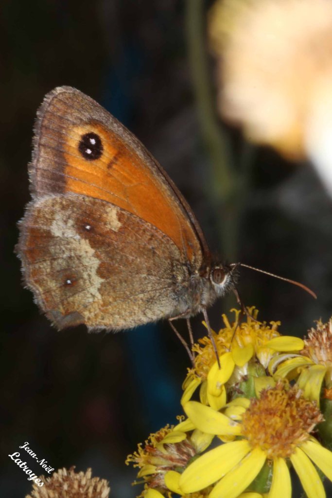 Amaryllis- Pyronia tithonus sur cinéraire - Filain (Haute-Saône) – 23 Juillet 2022 - Photographie Jean-Noël Latroyes - www.filain-nature.fr