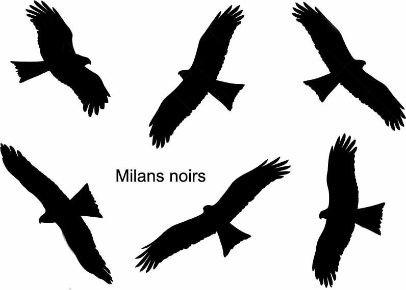 Silhouettes de Milans noirs en vol - En vol, on reconnait le Milan noir à l'extrémité de sa queue qui est peu arquée (comme chez le Milan royal), ou droite quand elle est étalée