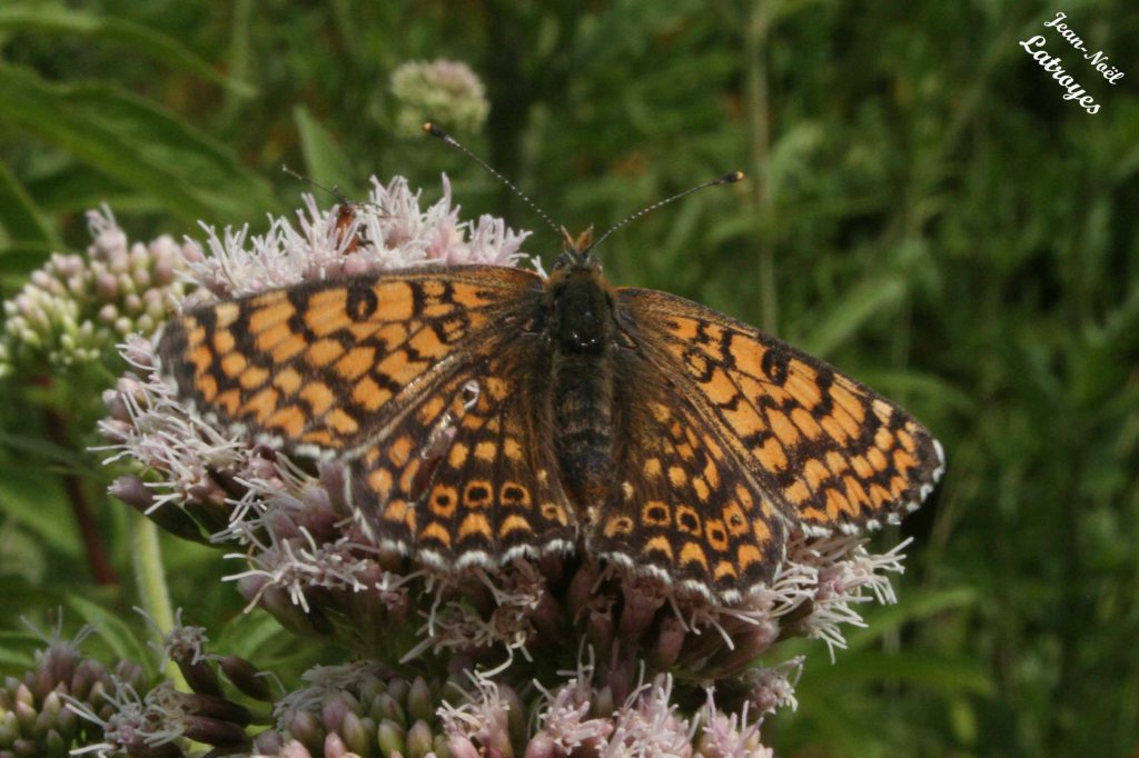 La Mélitée du plantain, Mellitaea cinxia– 23 Juillet 2007, vers 11 h 00 –Dampierre sur Linotte (Haute-Saône) – Photographie Jean-Noël Latroyes - www.filain-nature.fr