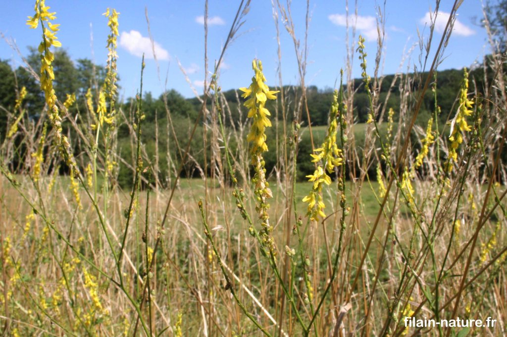 Aigremoine eupatoire en fleurs - Agrimonia eupatoria - Filain (Haute-Saône) - juillet 2022 - Photographie Jean-Noël Latroyes - www.filain-nature.fr