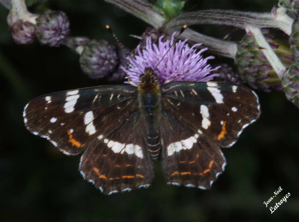 La Carte géographique (Araschnia levana Linné) - ailes dépliées - Génération estivale - 07 juillet 2018 - Filain (Haute-Saône) - Photographie Jean-Noël Latroyes  - www.filain-nature.fr