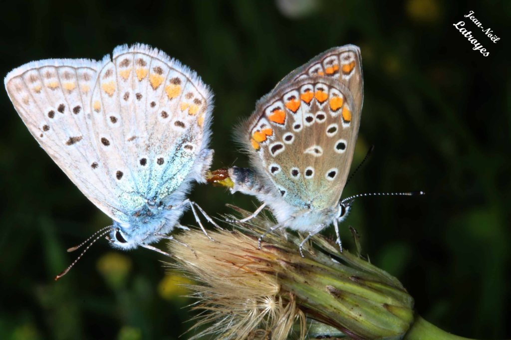 Accouplement d'Argus bleu - Polyommatus icarus Rottemburg - Femelle ailes repliées (à droite) et Mâle ailes repliées (à gauche) - Filain (Haute-Saône) - 02 juillet 2022 - Photographie Jean-Noël Latroyes - www.filain-nature.fr 