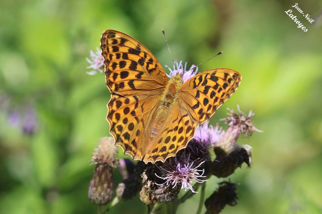 Tabac d'Espagne - Argynnis paphia - sur chardon-  06 Juillet 2022 - Filain (Haute-Saône) - Photographie Jean-Noël Latroyes - www.filain-nature.fr