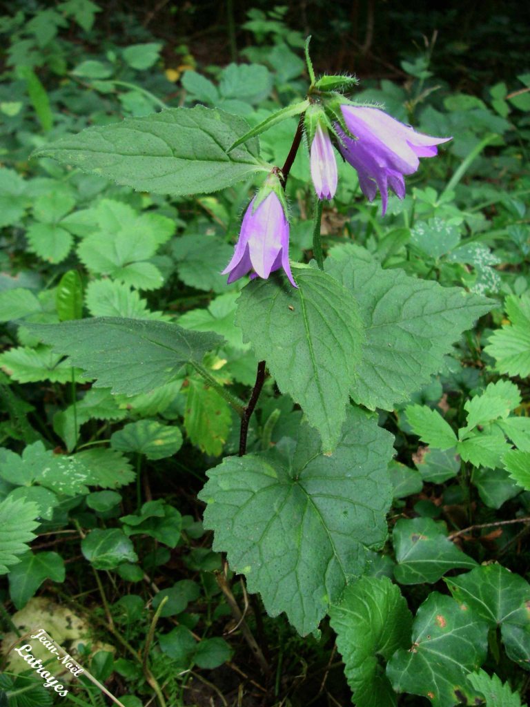 Campanula rapunculus – campanule raiponce – Filain (Haute-Saône) juillet 2022 – Photographie Jean-Noël Latroyes - www.filain-nature.fr
