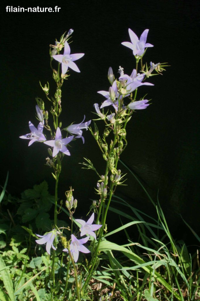 Campanula persicifolia - campanule à feuille de pêcher - Filain (Haute-Saône) juillet 2022 - Photographie Jean-Noël Latroyes - www.filain-nature.fr