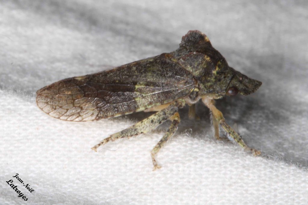 Cicadelle s.p. - Filain (Haute-Saône) - 04 juillet 2022 vers 23 h 00 - Photographie Jean-Noël Latroyes - www.filain-nature.fr