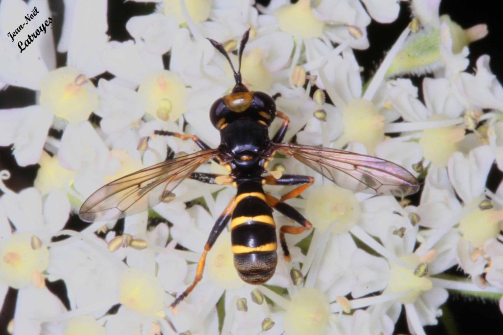 Conops flavipes sur ombellifére le 16 juillet 2007 à Filain (Haute-Saône) - Photographie Jean-Noël Latroyes - www.filain-nature.fr
