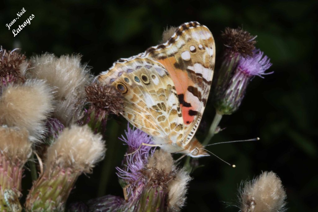 Belle-Dame - Cynthia cardui Linné - ailes repliées - en train d'aspirer le nectar d'un chardon - 06 juillet 2022 - Filain (Haute-Saône) Photographie Jean-Noël Latroyes - www.filain-nature.fr