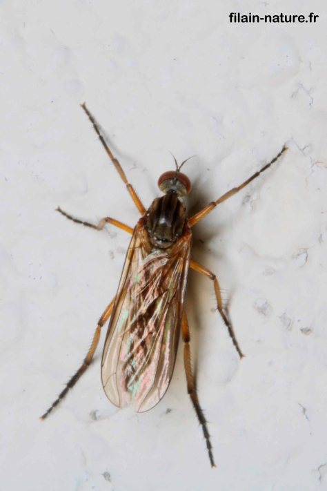 Observation à Filain (Haute-Saône) : juin 2022 - Photographie Jean-Noël Latroyes - www.filain-nature.fr