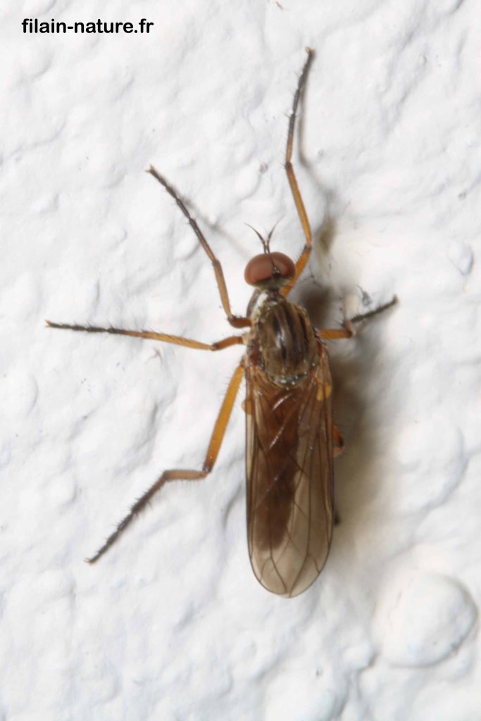 Observation à Filain (Haute-Saône) : 22 juin 2022 - Photographie Jean-Noël Latroyes - www.filain-nature.fr