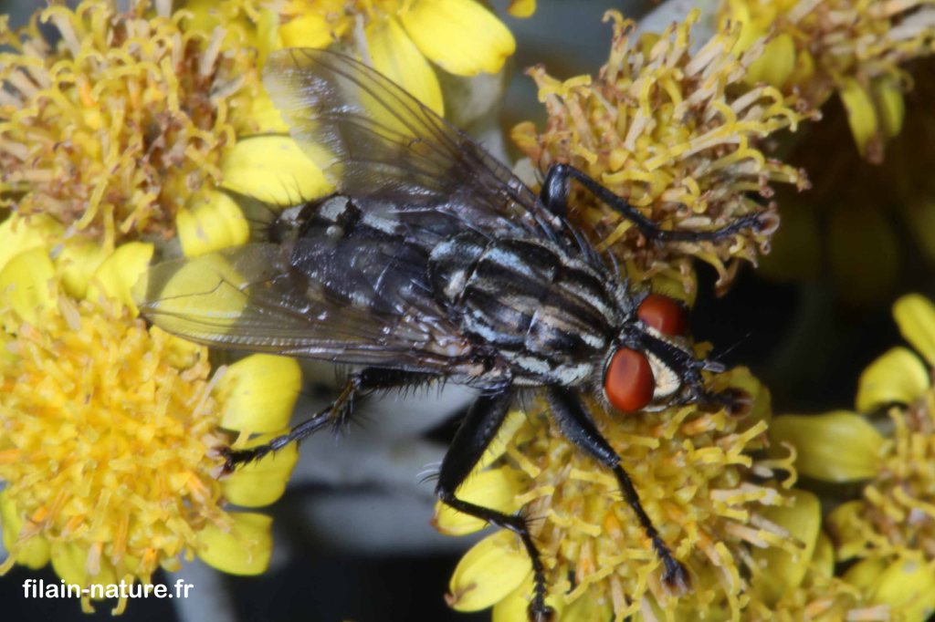 Mouche aux yeux rouges #6 en attente d'identification - vue dorsale - Filain (Haute-Saône) -  juin 2022 - Photographie Jean-Noël Latroyes - www.filain-nature.fr