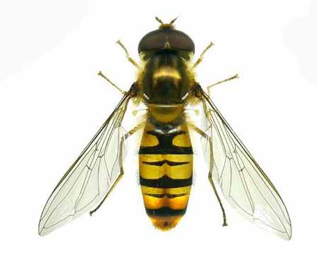 Syrphe ceinturé - Epysyrphus baltheathus - www.filain-nature.fr