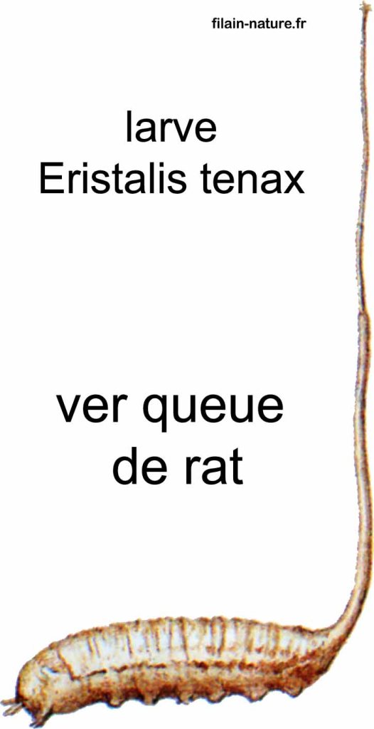 Larve d'Eristalis tenax avec sa "queue de rat", lui permettant de respirer à distance - www.filain-nature.fr